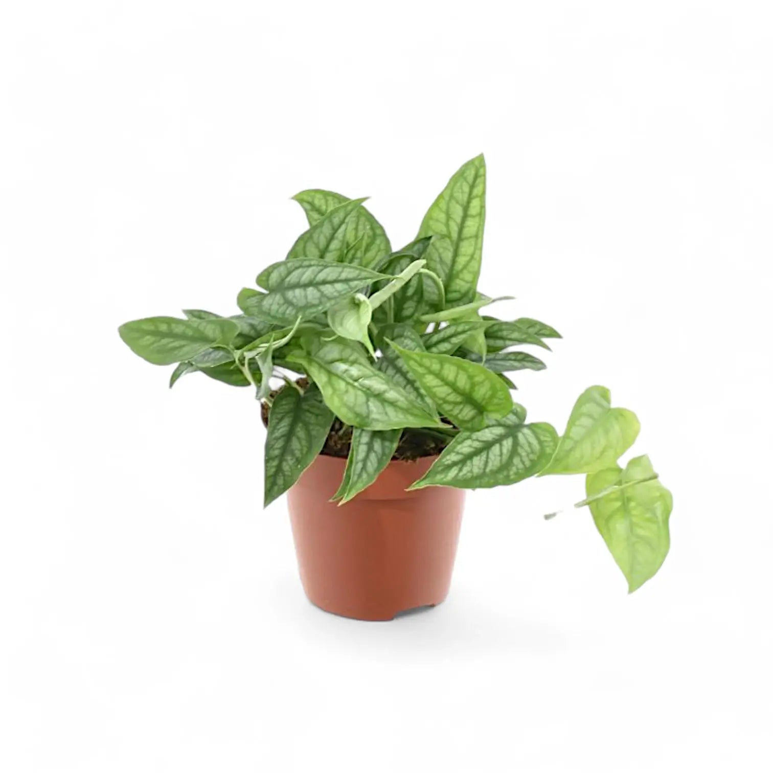 Monstera siltepecana potted houseplant in nursery pot on white background, product photo 6.