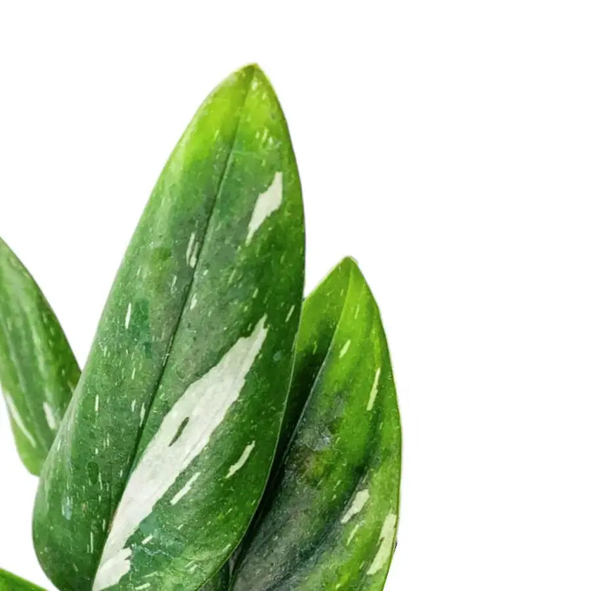 Monstera standleyana variegata leaf close-up on white background.
