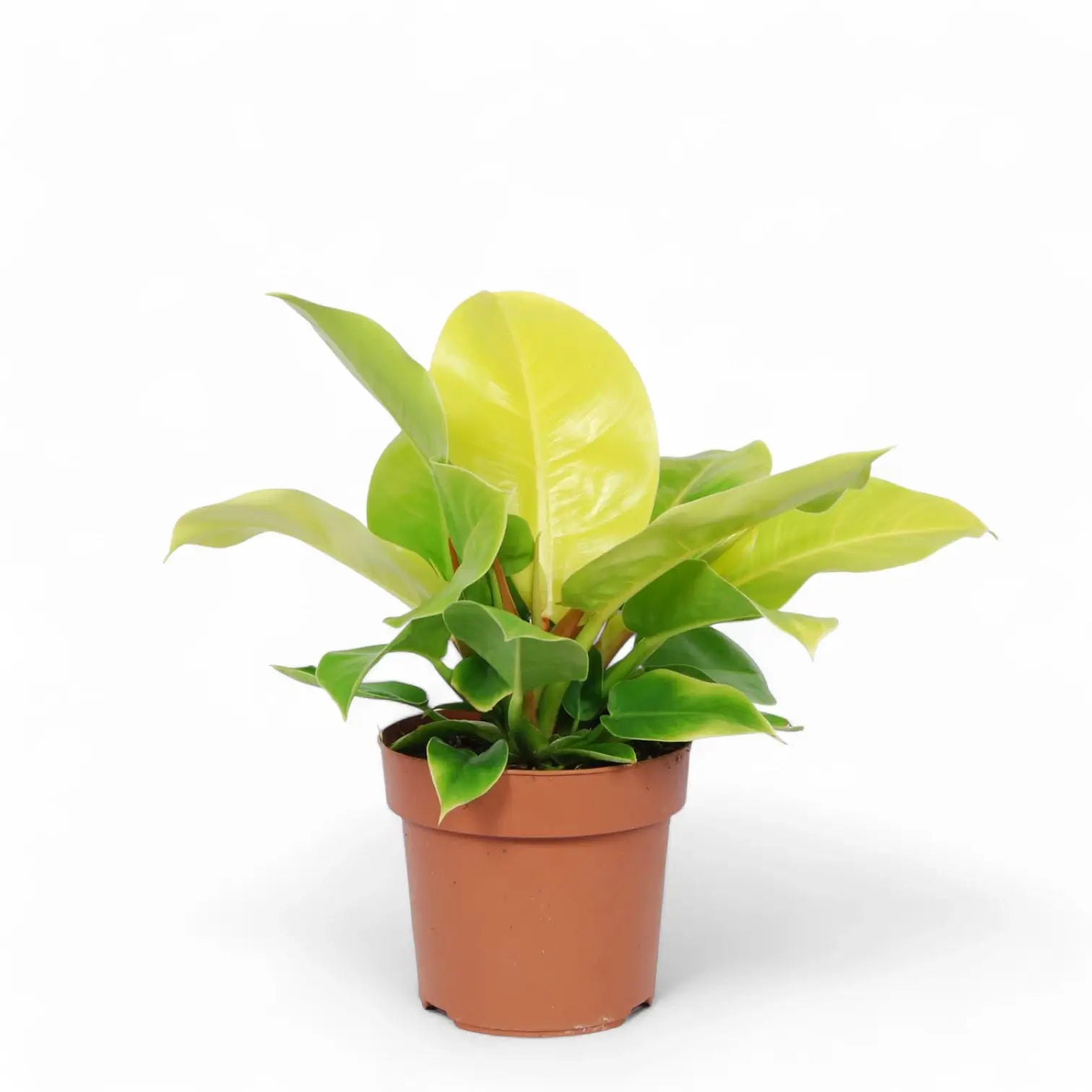 Philodendron 'Moonlight' potted houseplant in nursery pot on white background, product photo 9.