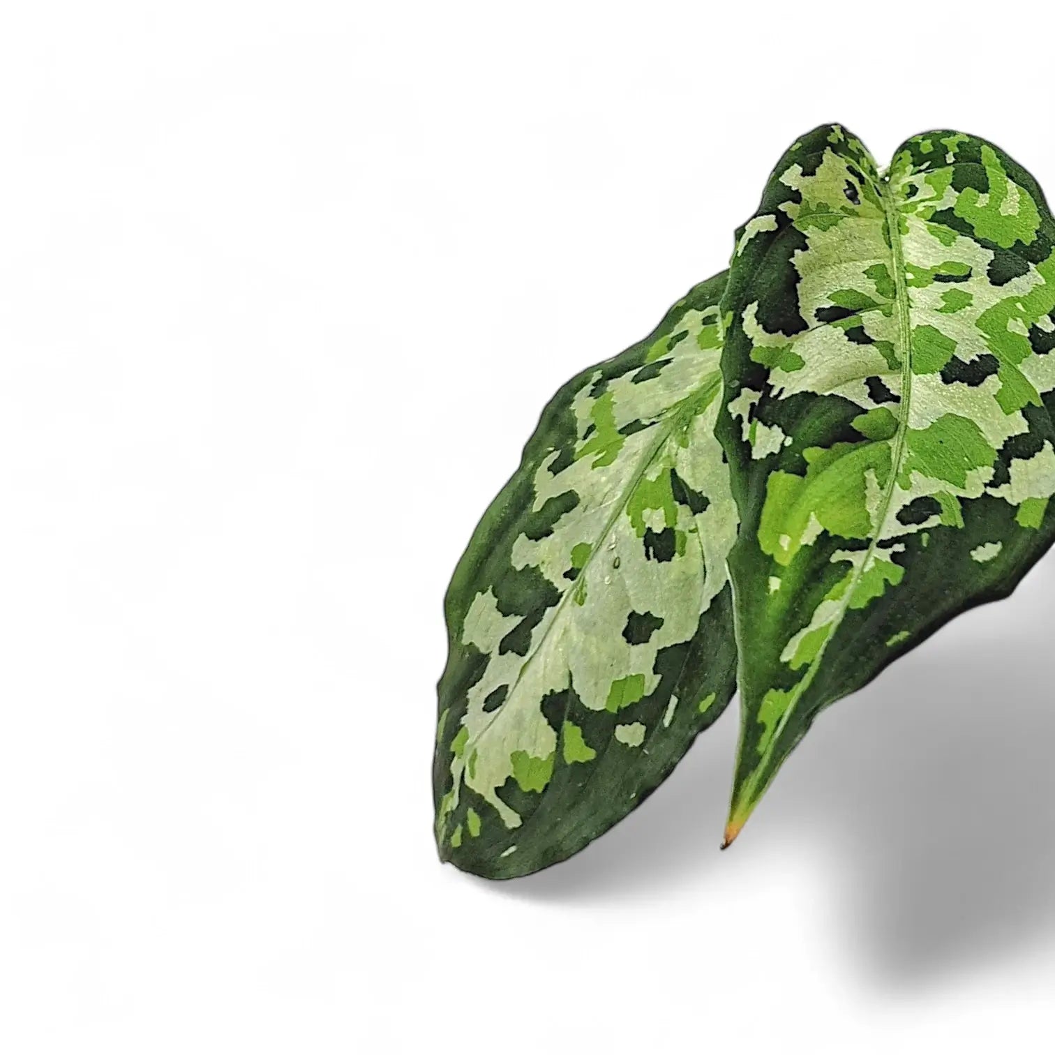 Aglaonema pictum tricolor – Blatt-Detailaufnahme auf weißem Hintergrund.