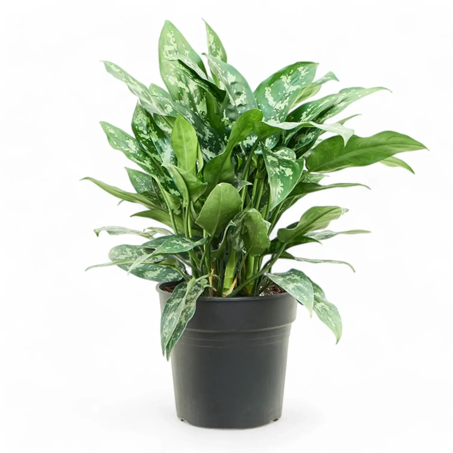 Aglaonema 'Maria' potted houseplant in nursery pot on white background, product photo 8.