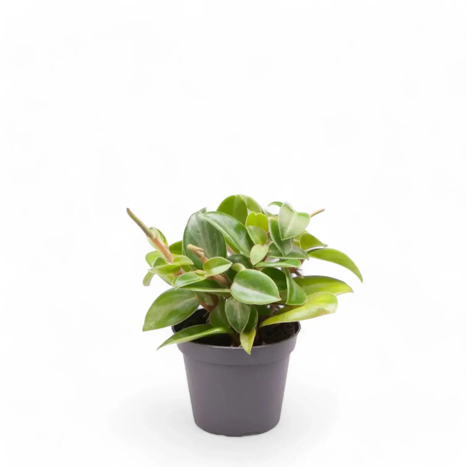 Peperomia orba 'Pixie' potted houseplant in nursery pot on white background, product photo 4.