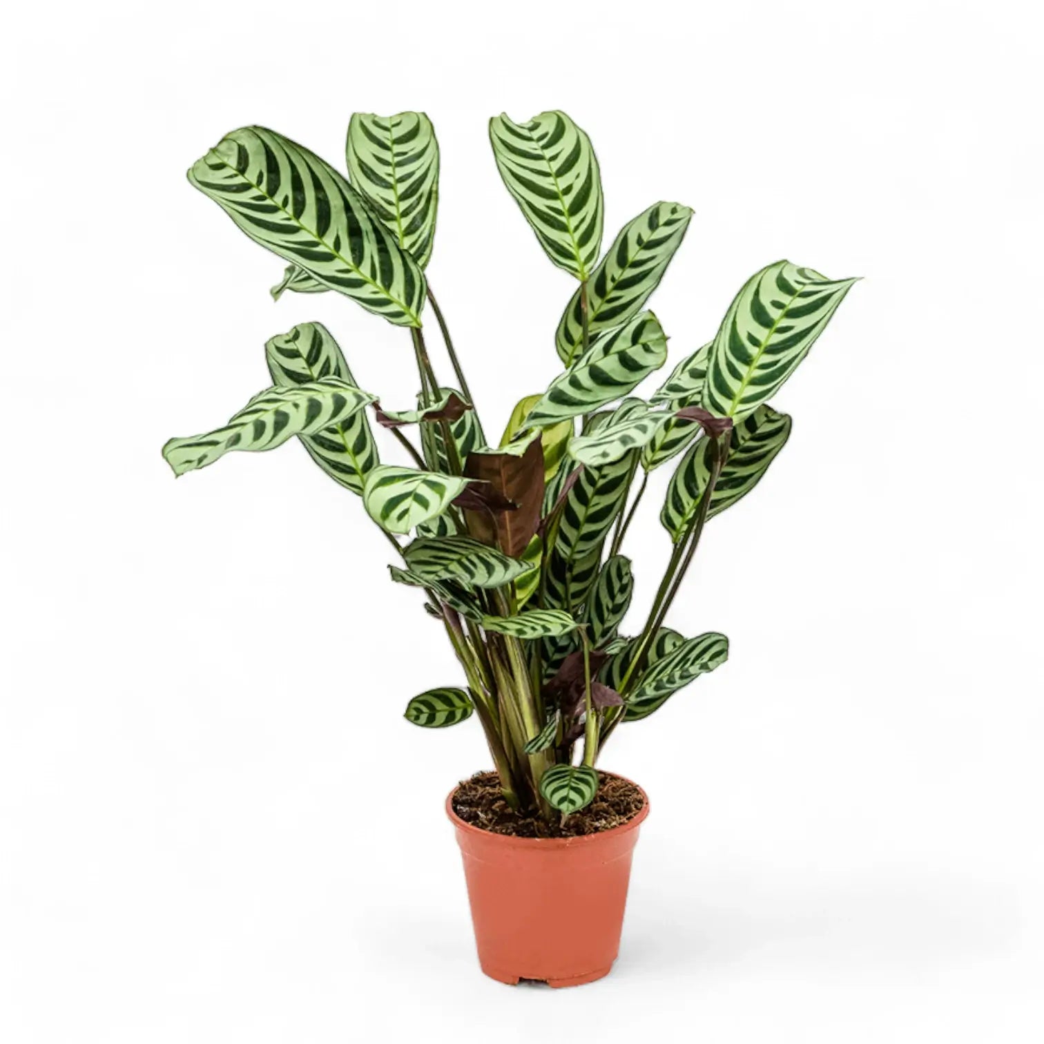 Ctenanthe burle marxii – Topfpflanze im Kulturtopf vor weißem Hintergrund, Produktfoto 5.