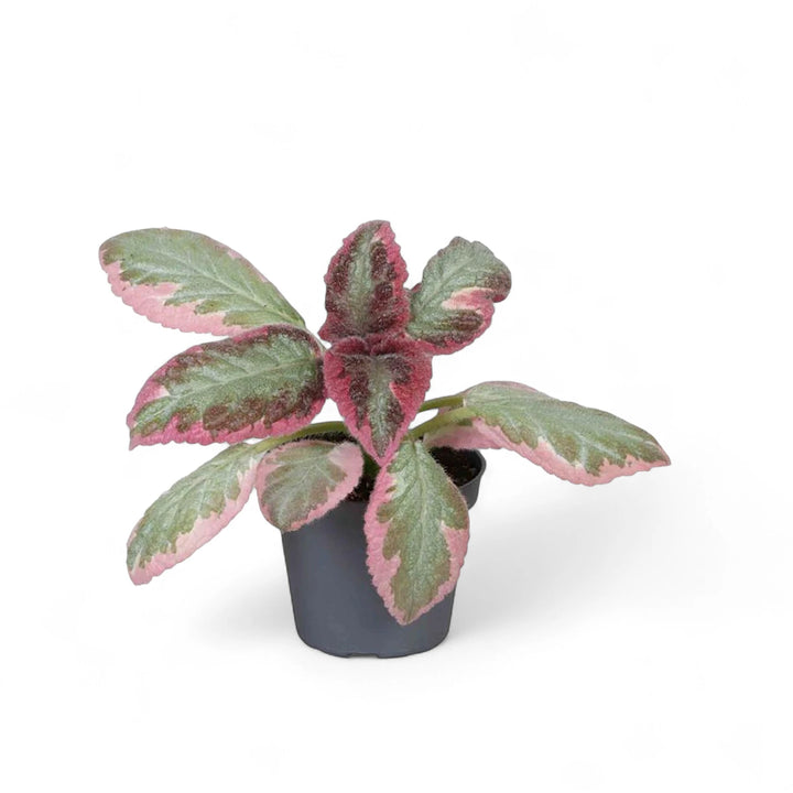 Episcia cupreata 'Pink Brocade' potted houseplant in nursery pot on white background, product photo 2.