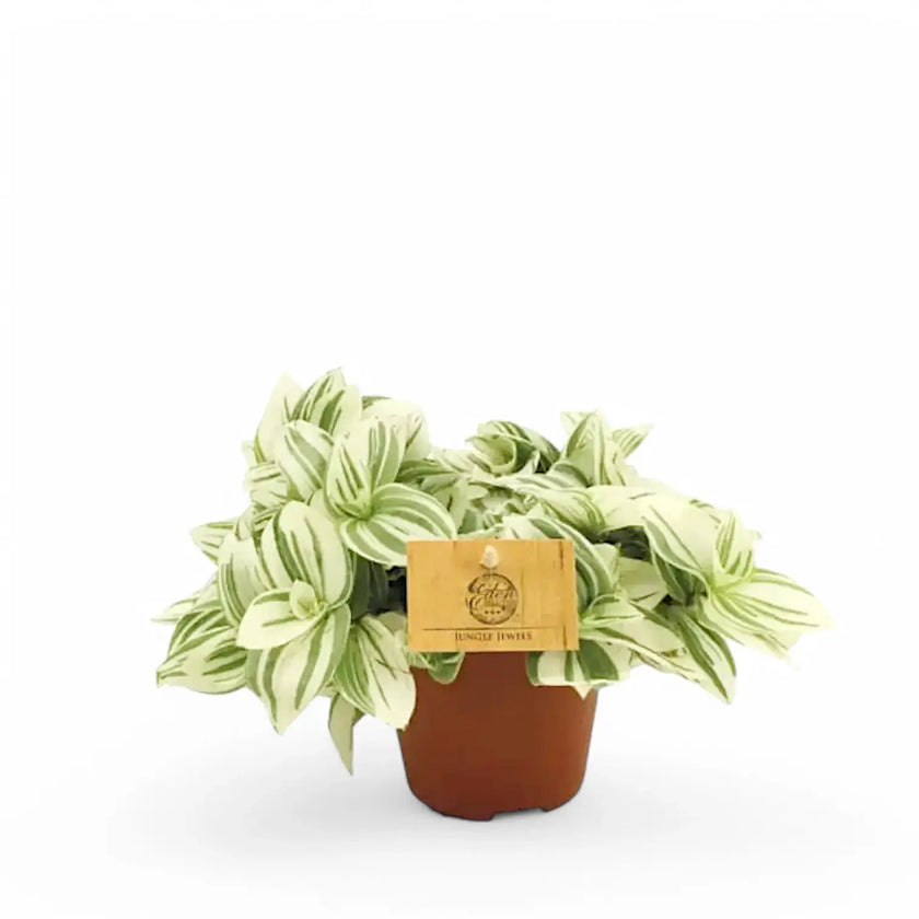 Tradescantia zebrina 'Brightness' potted houseplant in nursery pot on white background, product photo 2.