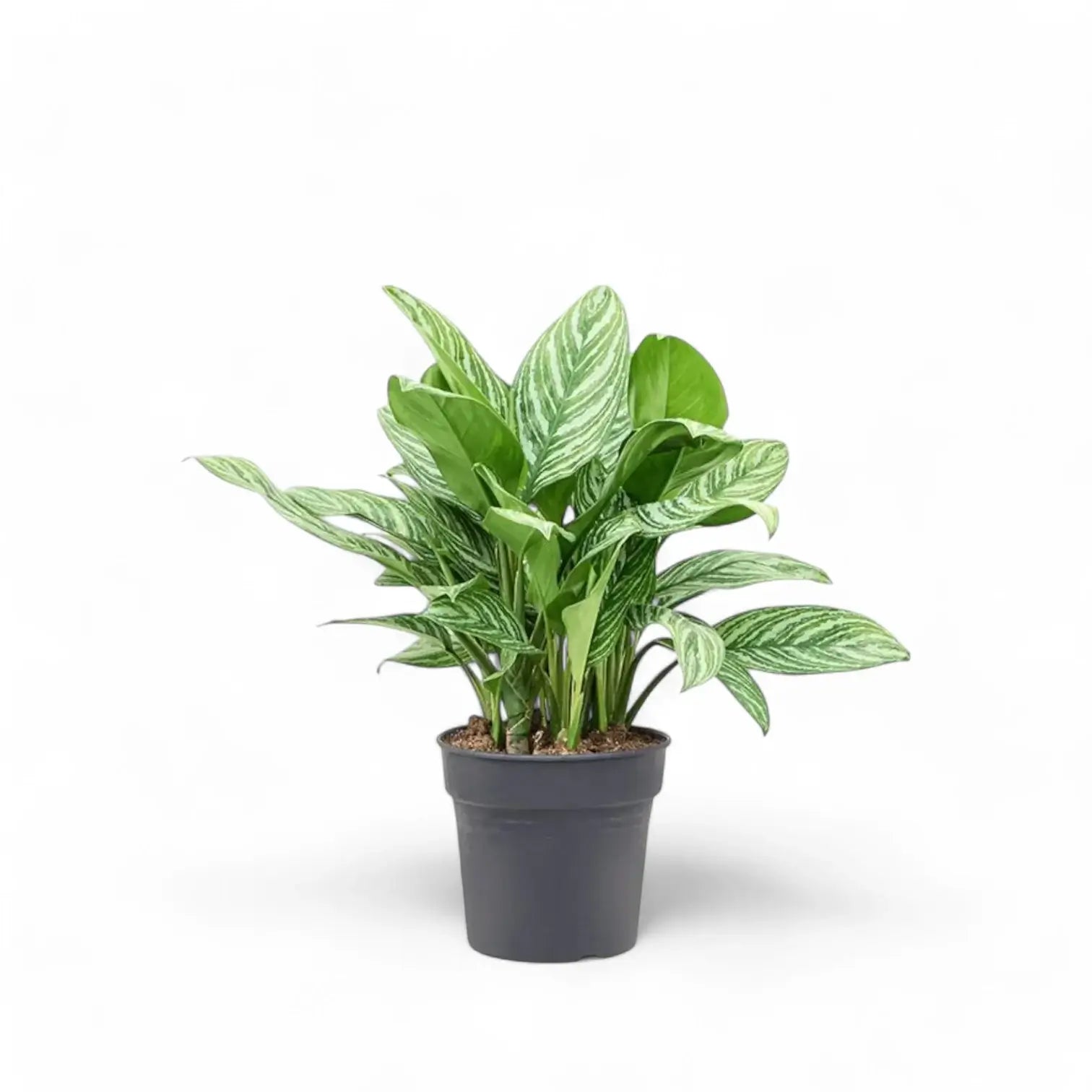 Aglaonema 'Stripes' potted houseplant in nursery pot on white background, product photo 5.