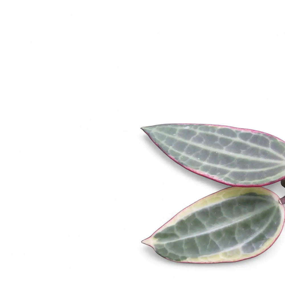 Hoya latifolia 'Albomarginata' – Nahaufnahme eines Blatts vor weißem Hintergrund.