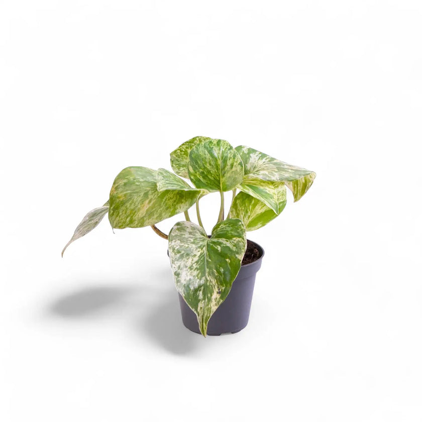 Epipremnum aureum 'Marble queen' potted houseplant in nursery pot on white background, product photo 4.