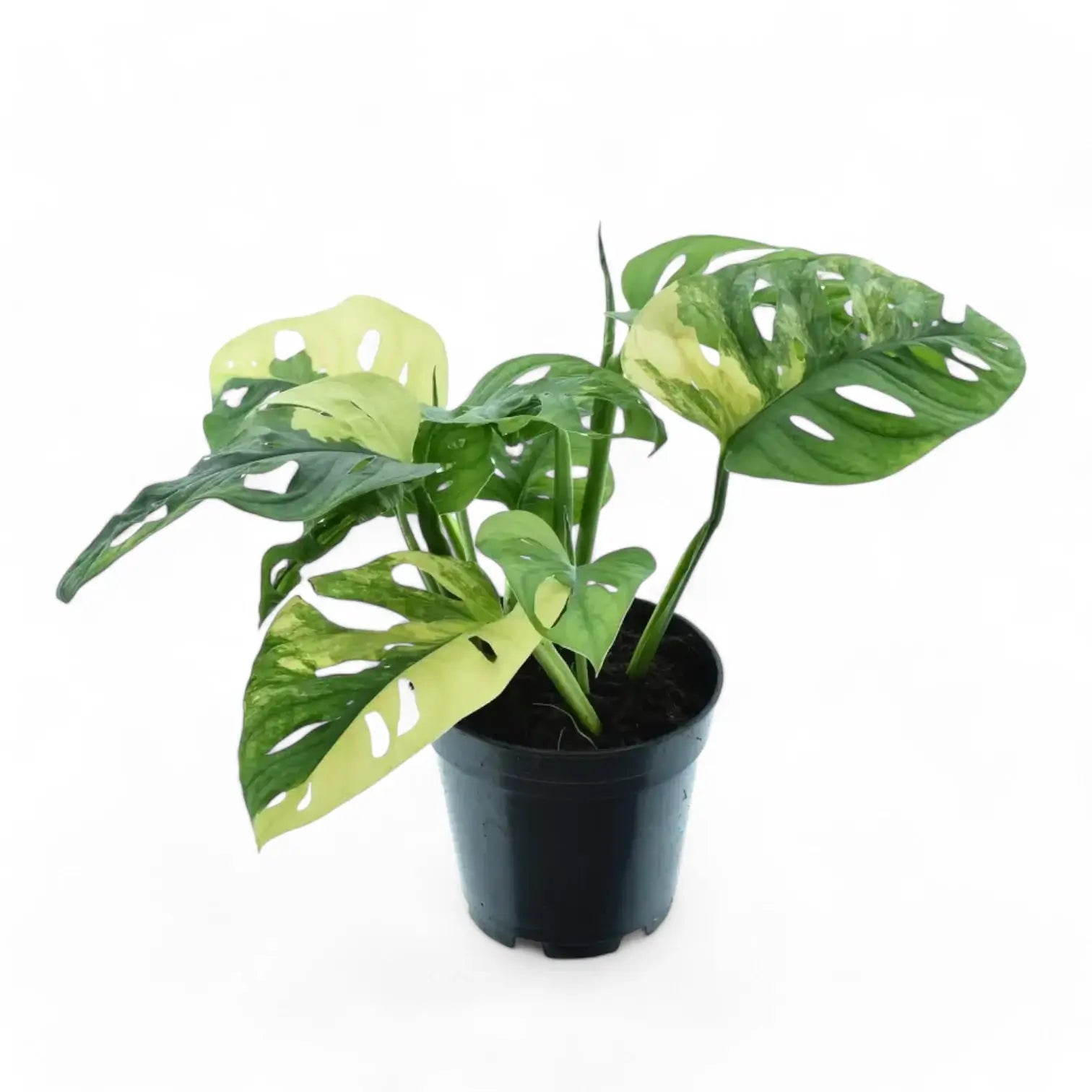Monstera adansonii variegata 'Aurea' potted houseplant in nursery pot on white background, product photo 2.