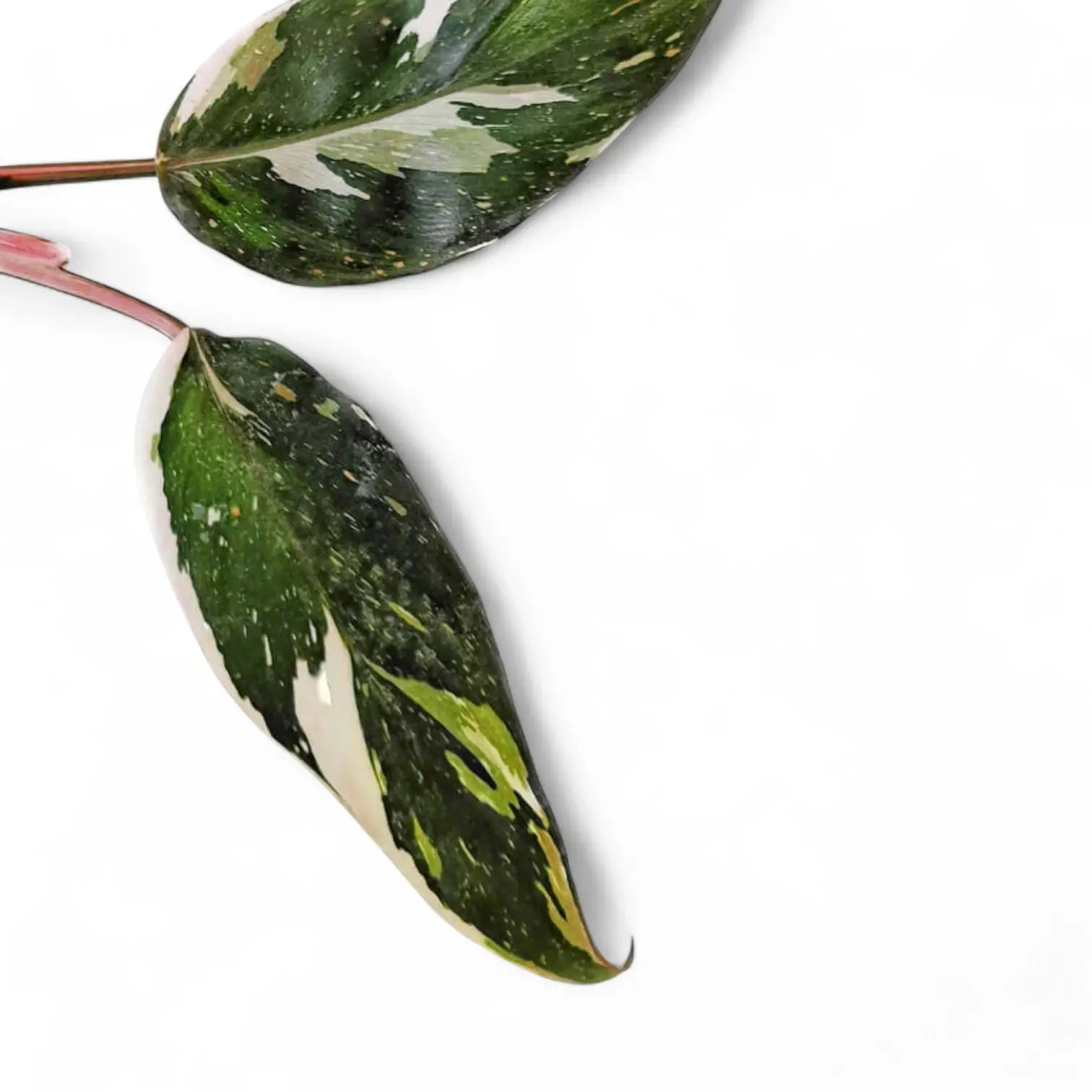 Philodendron 'Anderson's red' leaf close-up on white background.