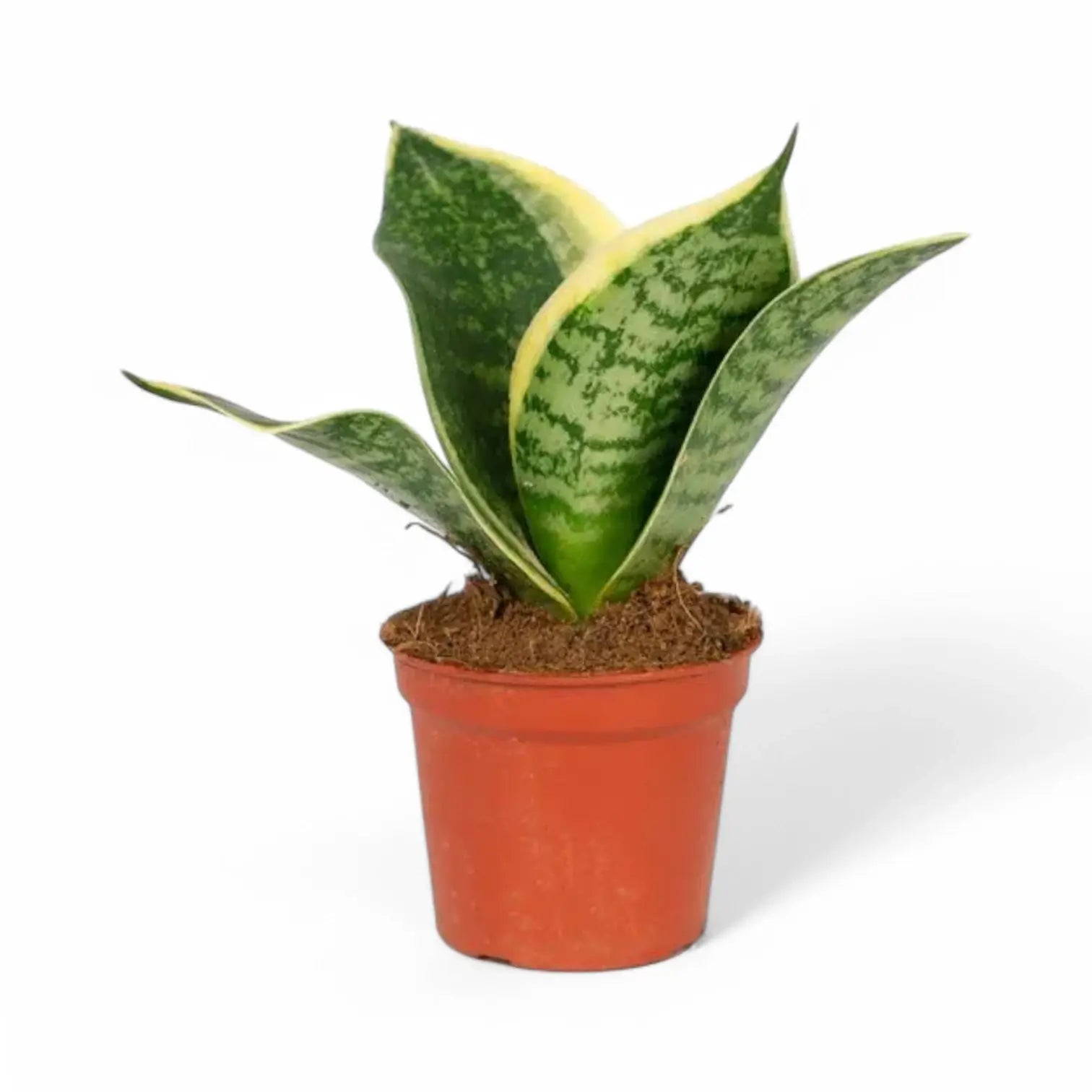 Dracaena (Sansevieria) trifasciata 'Hahnii Golden Edge' – Topfpflanze im Kulturtopf vor weißem Hintergrund, Produktfoto 2.
