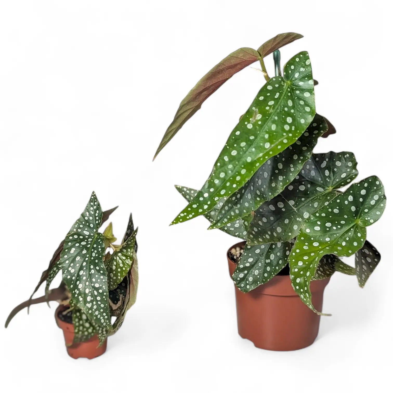 Begonia maculata 'Polka dot' potted houseplant in nursery pot on white background, product photo 3.