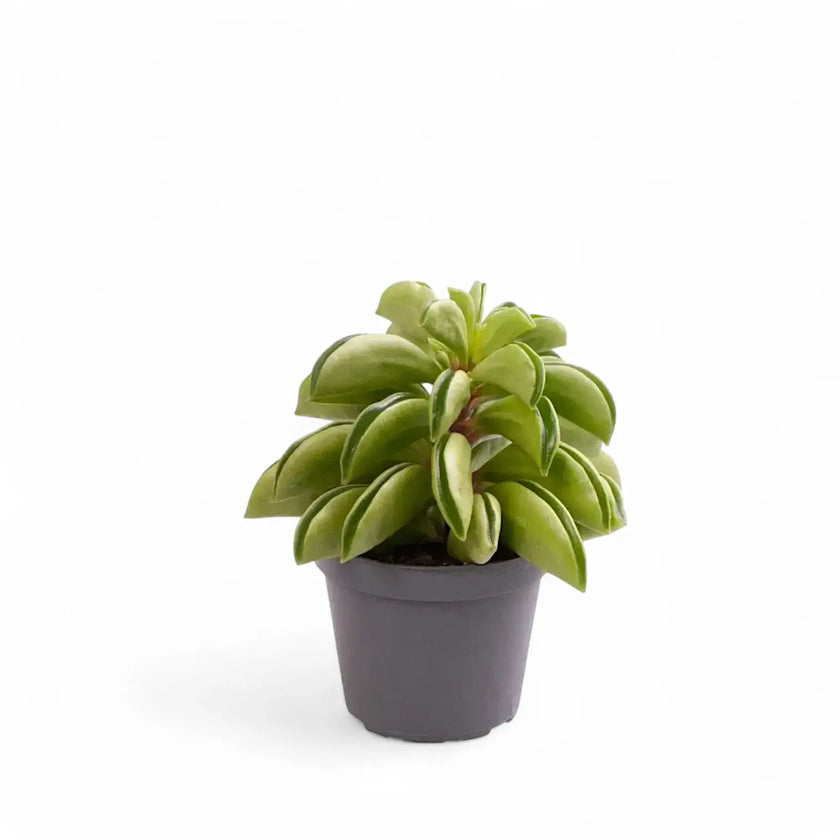 Peperomia dolabriformis 'Fire Sparks' potted houseplant in nursery pot on white background, product photo 2.