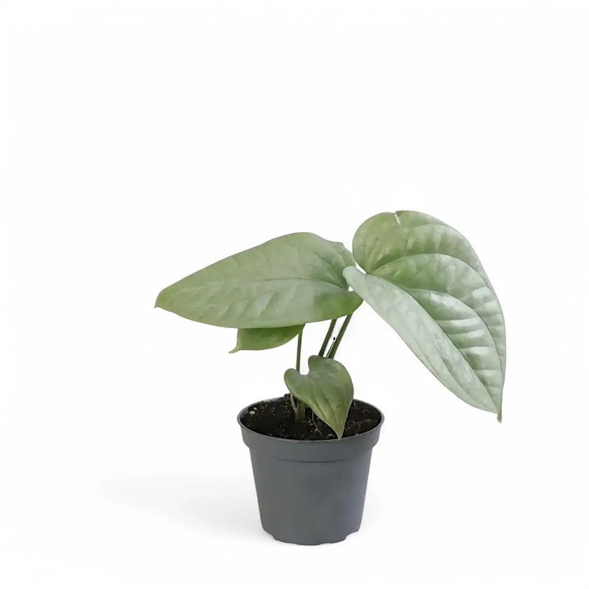 Amydrium medium 'Silver' ('Blue') potted houseplant in nursery pot on white background, product photo 3.