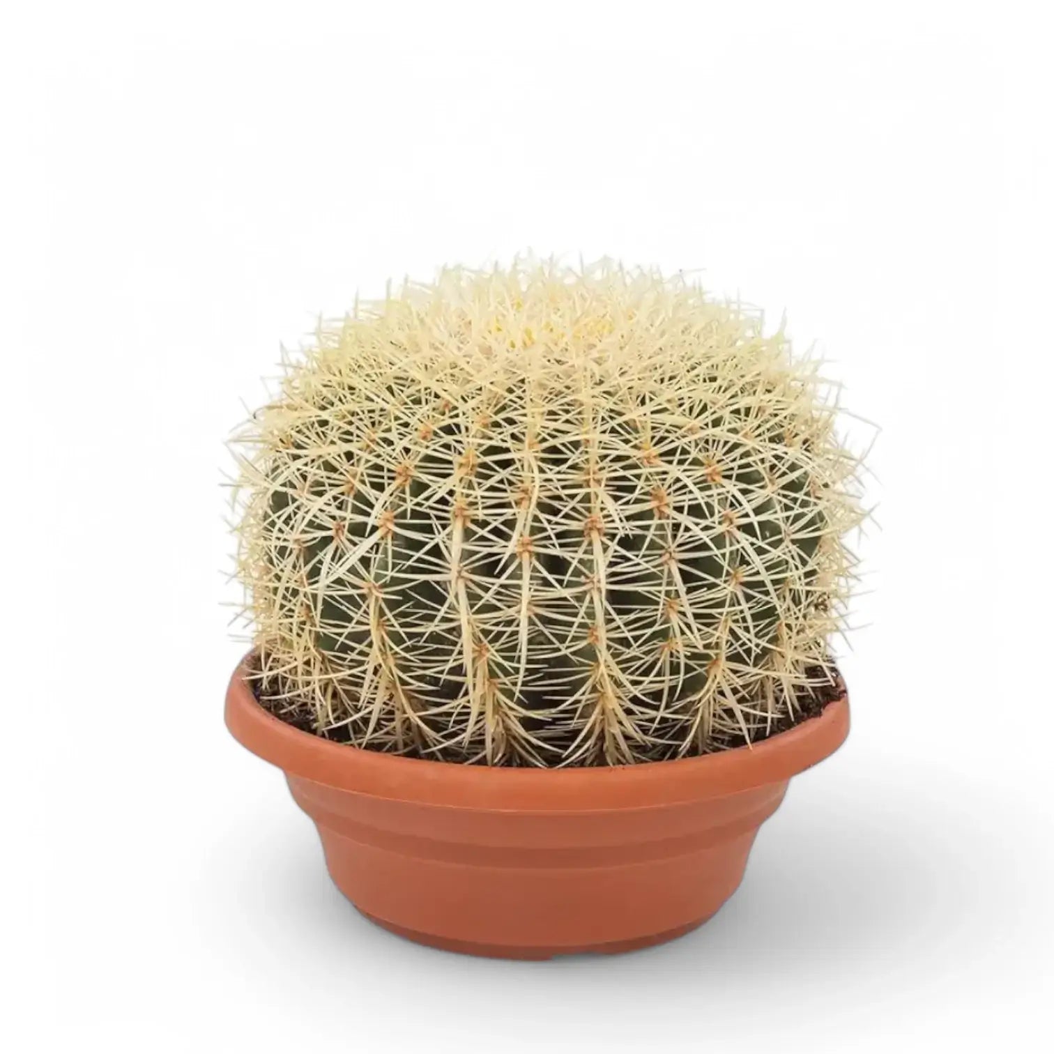 Kroenleinia grusonii potted houseplant in nursery pot on white background, product photo 5.