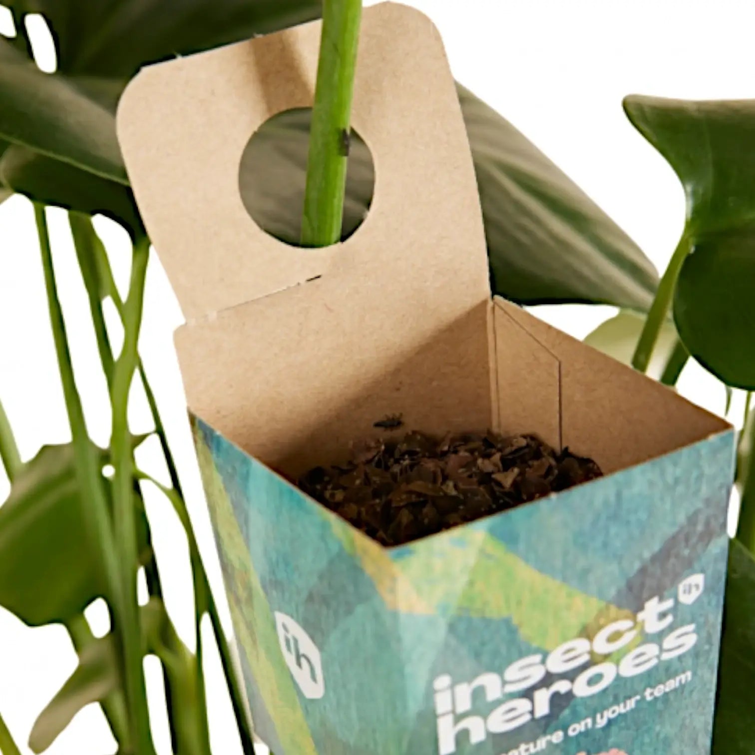 Chrysoperla carnea gegen Blattläuse & Thripse auf weißem Hintergrund, Produktfoto 2.