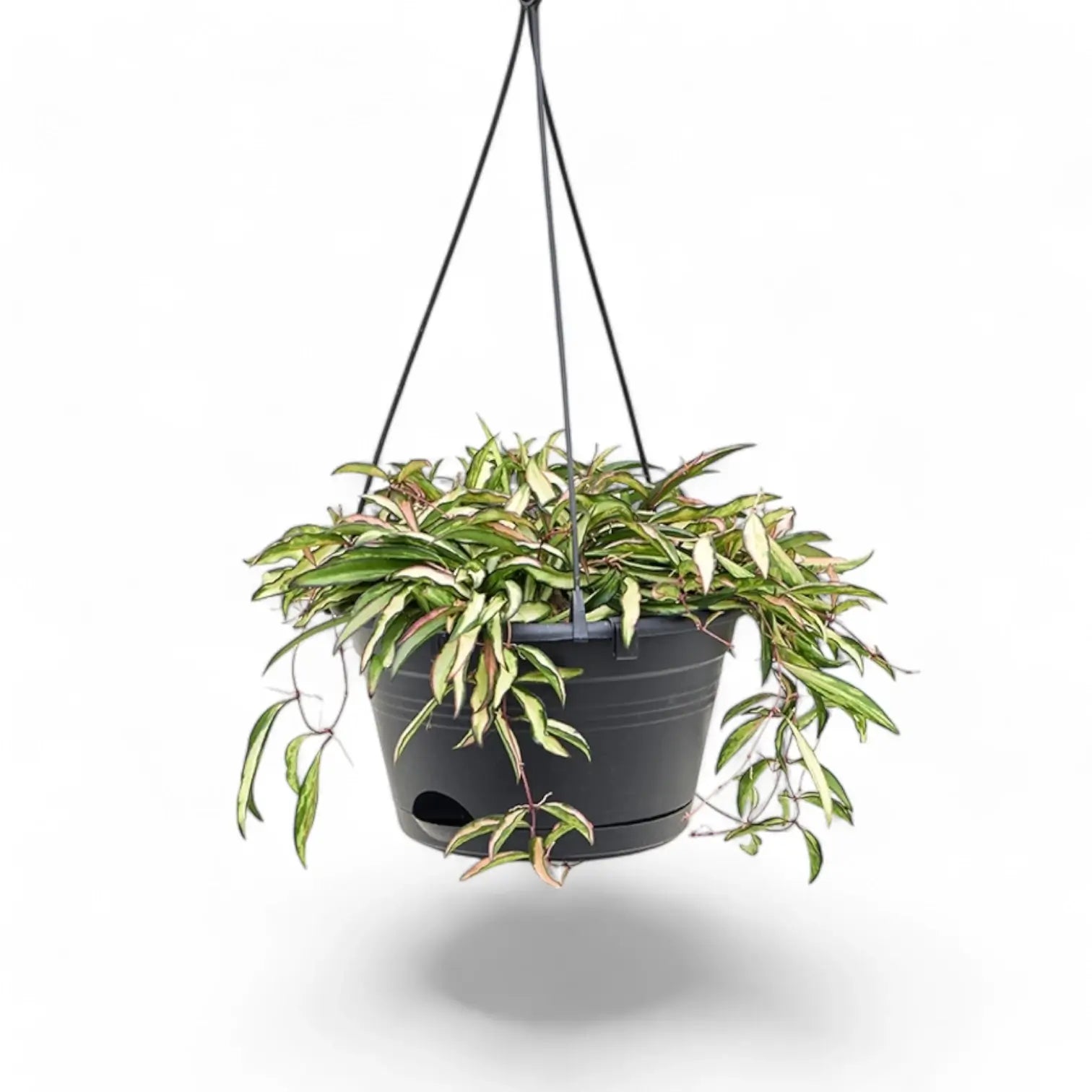 Hoya wayetii 'Tricolor' – Topfpflanze im Kulturtopf vor weißem Hintergrund, Produktfoto 7.