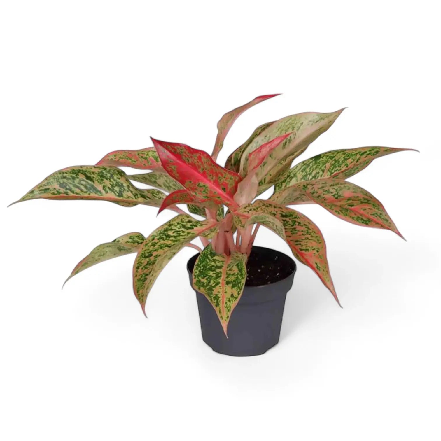 Aglaonema 'Prosperity' potted houseplant in nursery pot on white background, product photo 3.