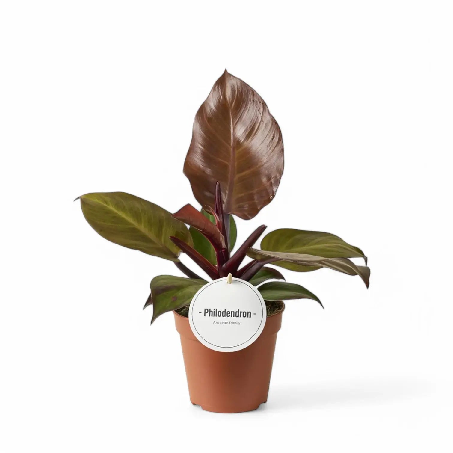 Philodendron 'McColley's Finale' – Zimmerpflanze im Kulturtopf auf weißem Hintergrund, Produktfoto 5.