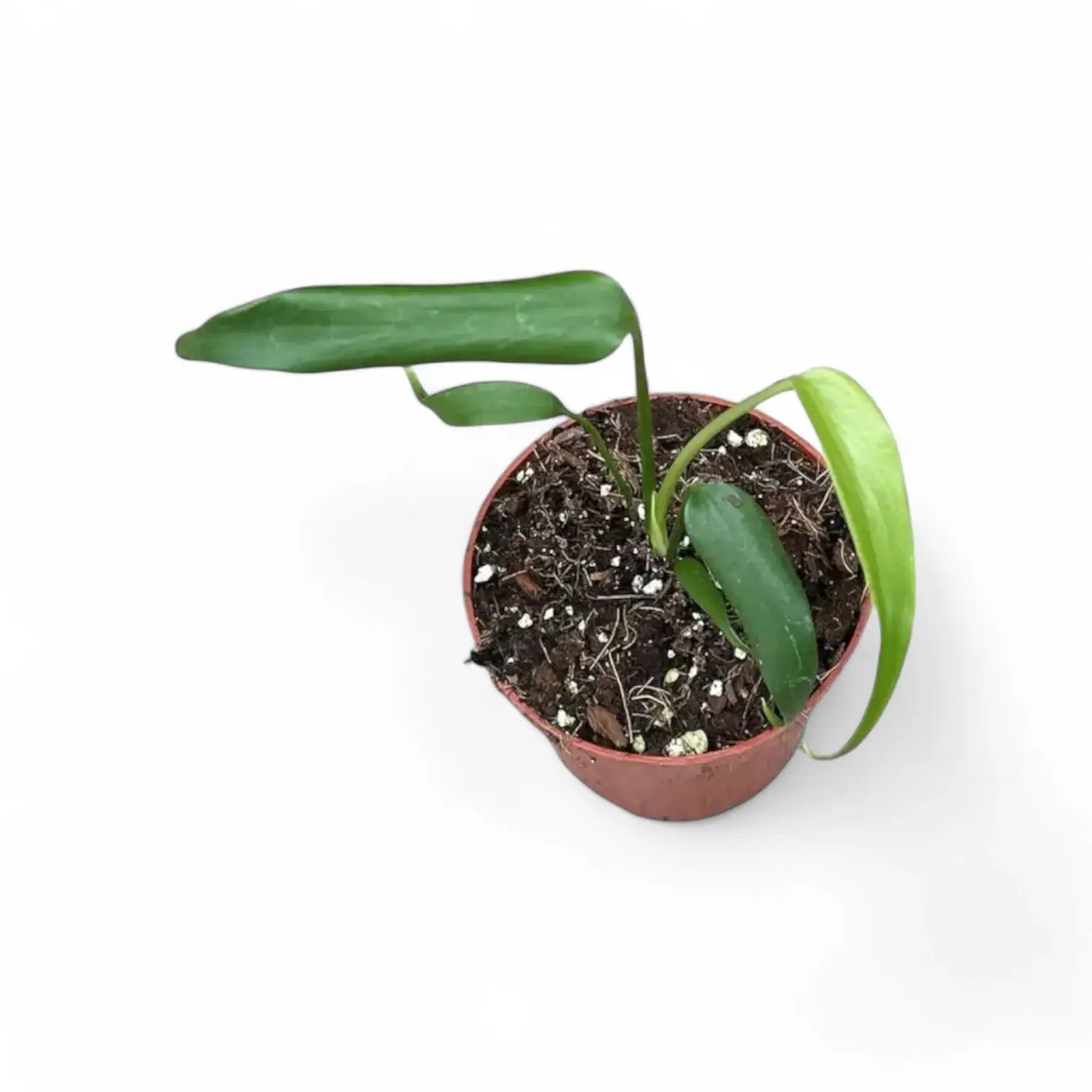 Monstera 'Burle Marx's Flame' – Zimmerpflanze im Kulturtopf auf weißem Hintergrund, Produktfoto 9.