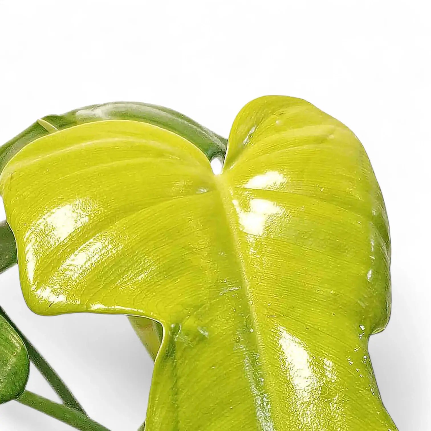 Philodendron bipennifolium 'Golden violin' – Nahaufnahme eines Blatts vor weißem Hintergrund.