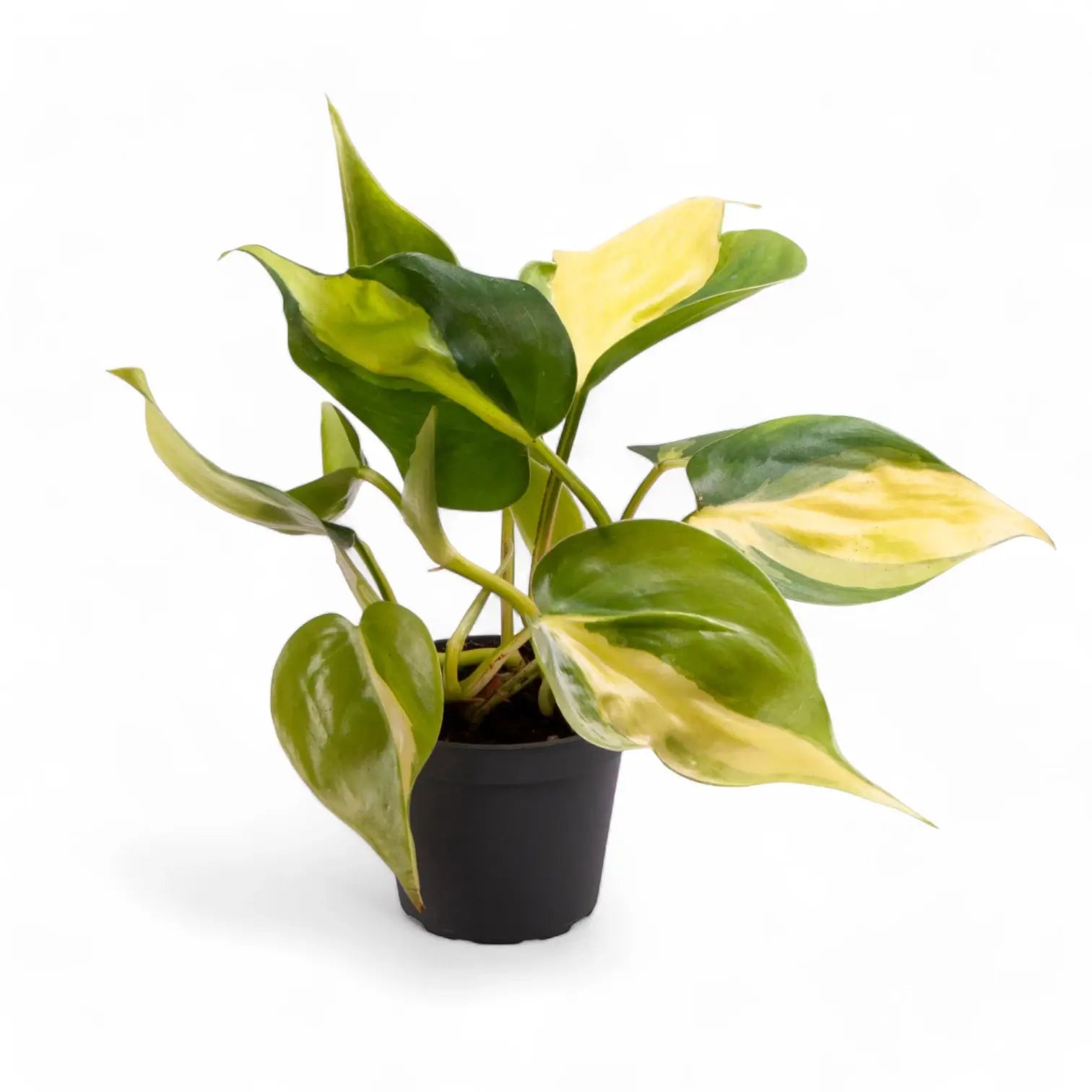Philodendron hederaceum var. oxycardium 'Brasil' potted houseplant in nursery pot on white background, product photo 5.