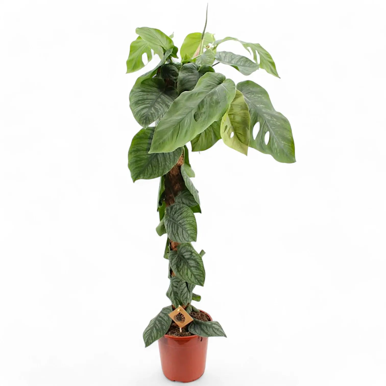 Monstera dubia potted houseplant in nursery pot on white background, product photo 10.