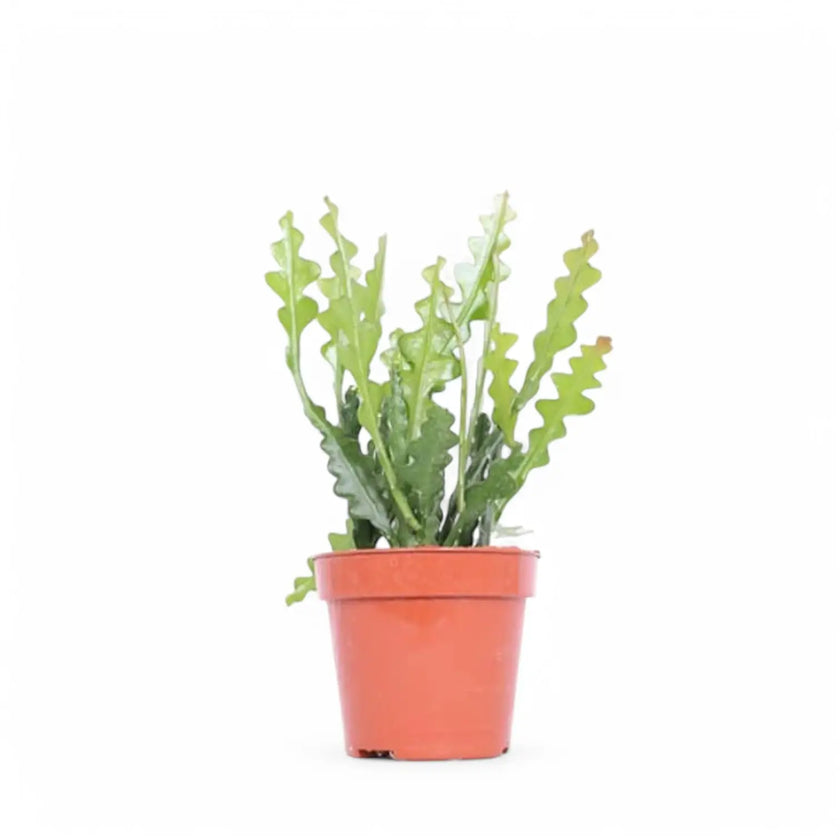 Disocactus ( Epiphyllum ) anguliger potted houseplant in nursery pot on white background, product photo 2.