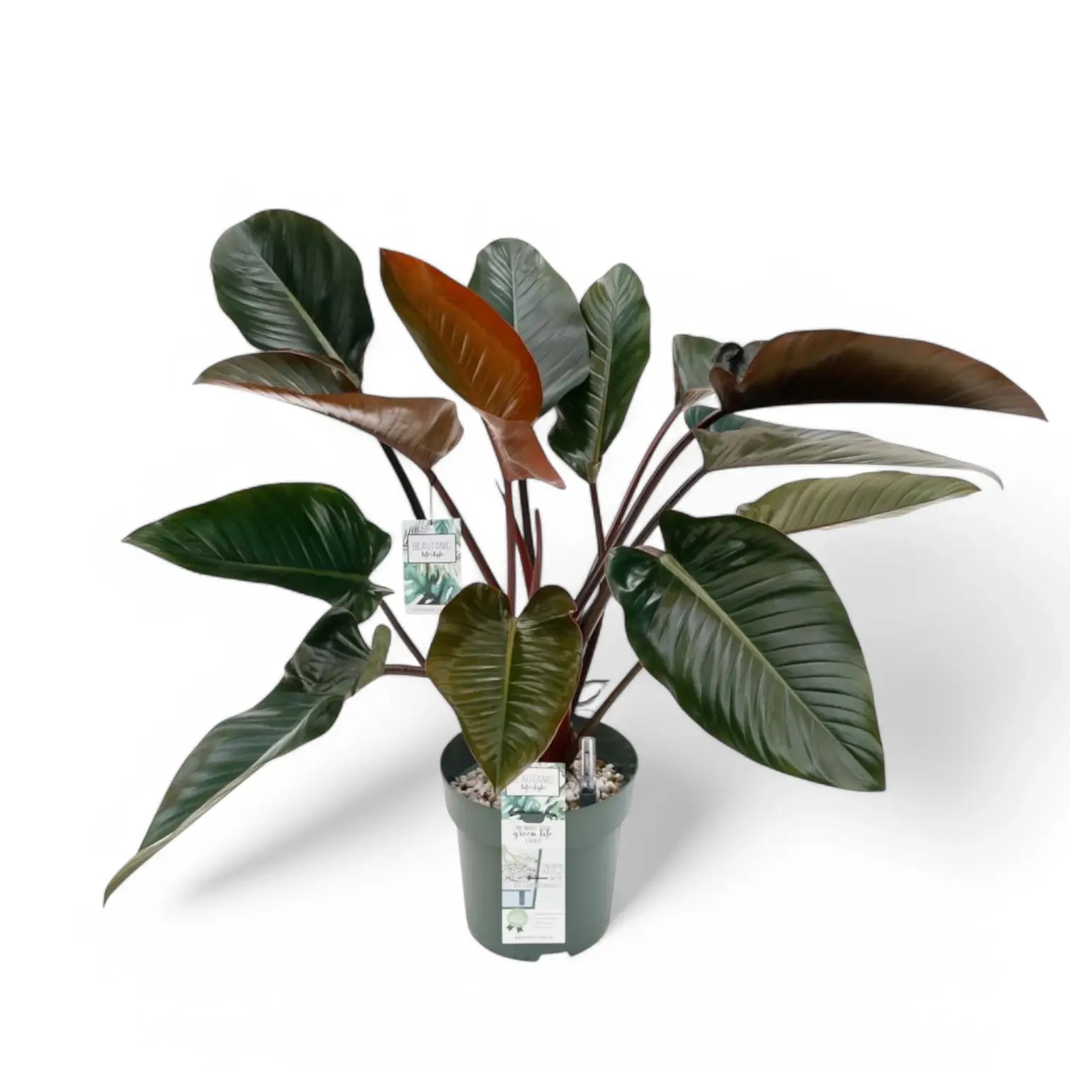 Philodendron 'Red beauty' – Zimmerpflanze im Kulturtopf auf weißem Hintergrund, Produktfoto 4.