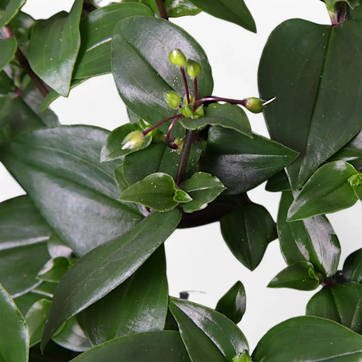 Tradescantia mundula ‘Green Hill’ potted houseplant in nursery pot on white background, product photo 4.