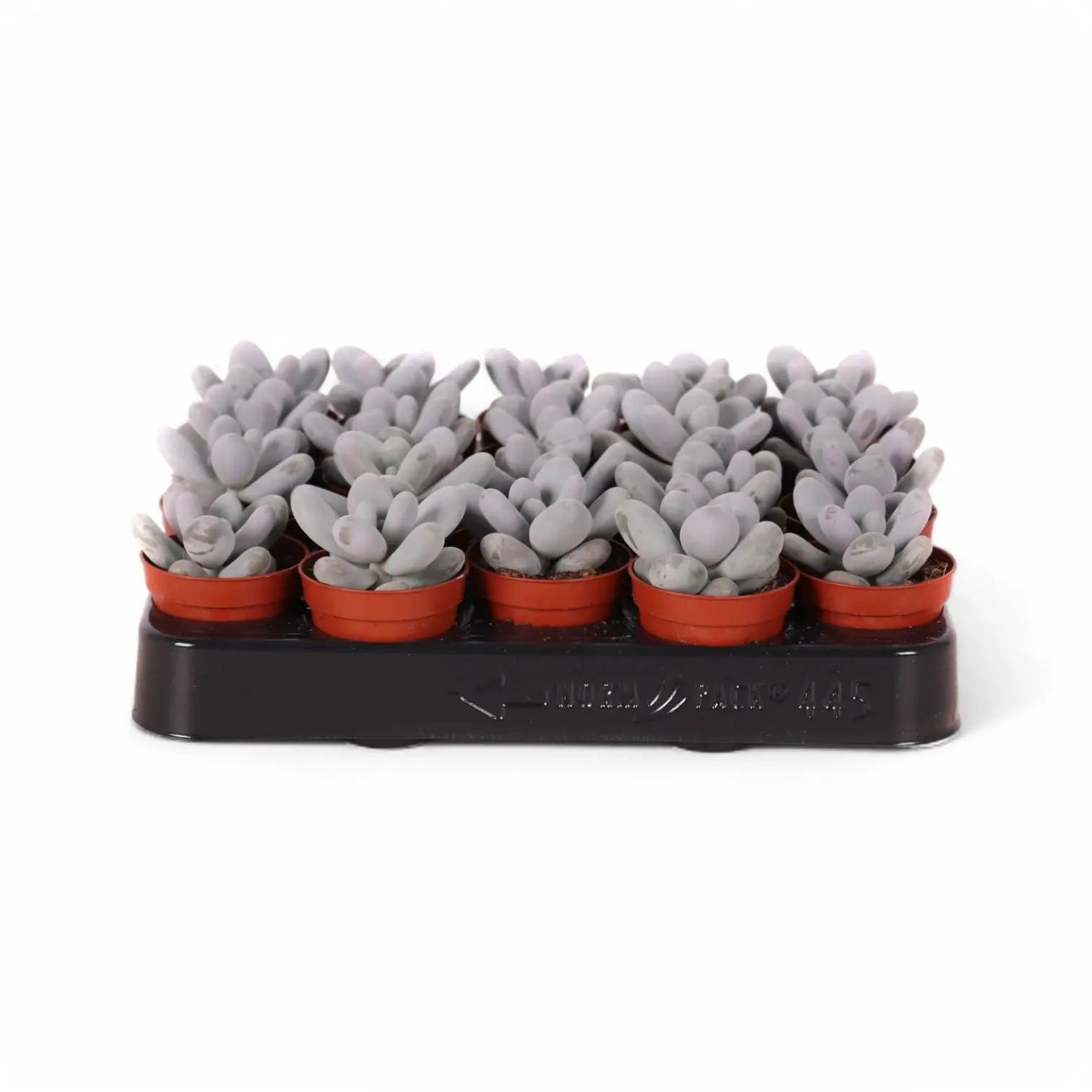 Pachyphytum oviferum 'Pink Moonstones' (auch 'Pink Panther') – Zimmerpflanze im Kulturtopf auf weißem Hintergrund, Produktfoto 3.