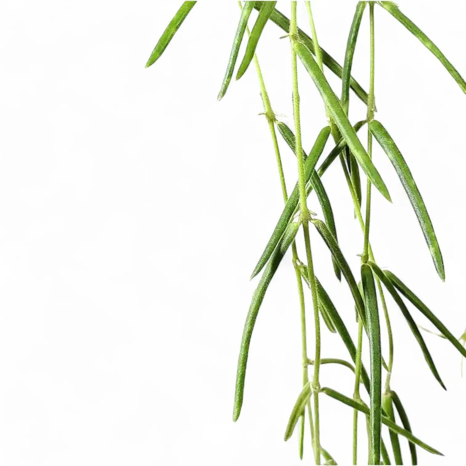 Hoya linearis – Topfpflanze im Kulturtopf vor weißem Hintergrund, Produktfoto 10.