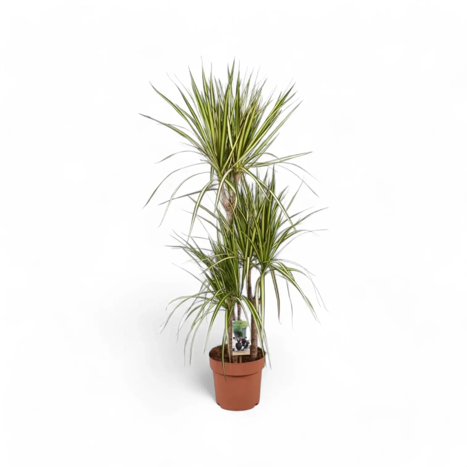 Dracaena reflexa var. angustifolia 'Sunray' potted houseplant in nursery pot on white background, product photo 4.