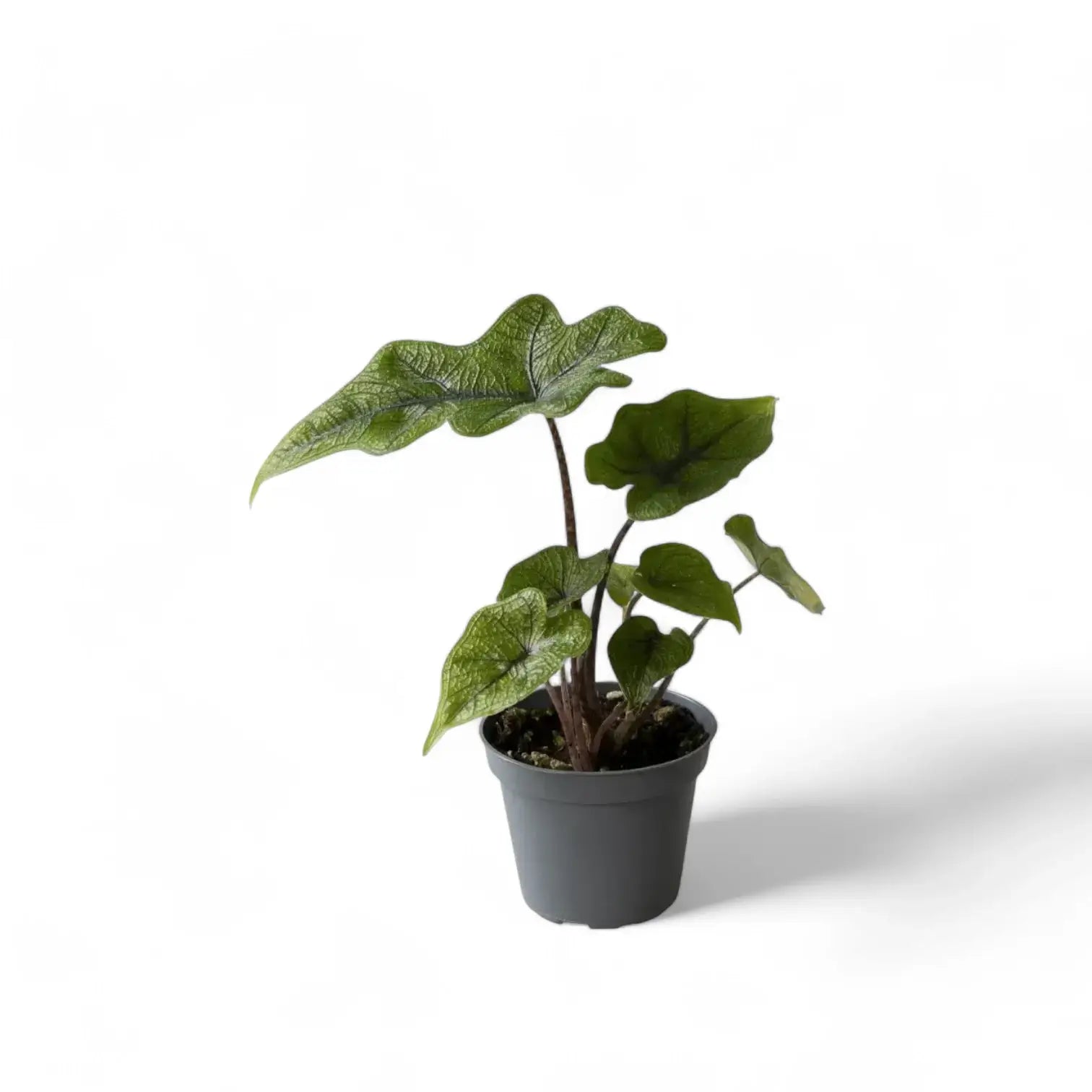 Alocasia 'Jacklyn' potted houseplant in nursery pot on white background, product photo 9.