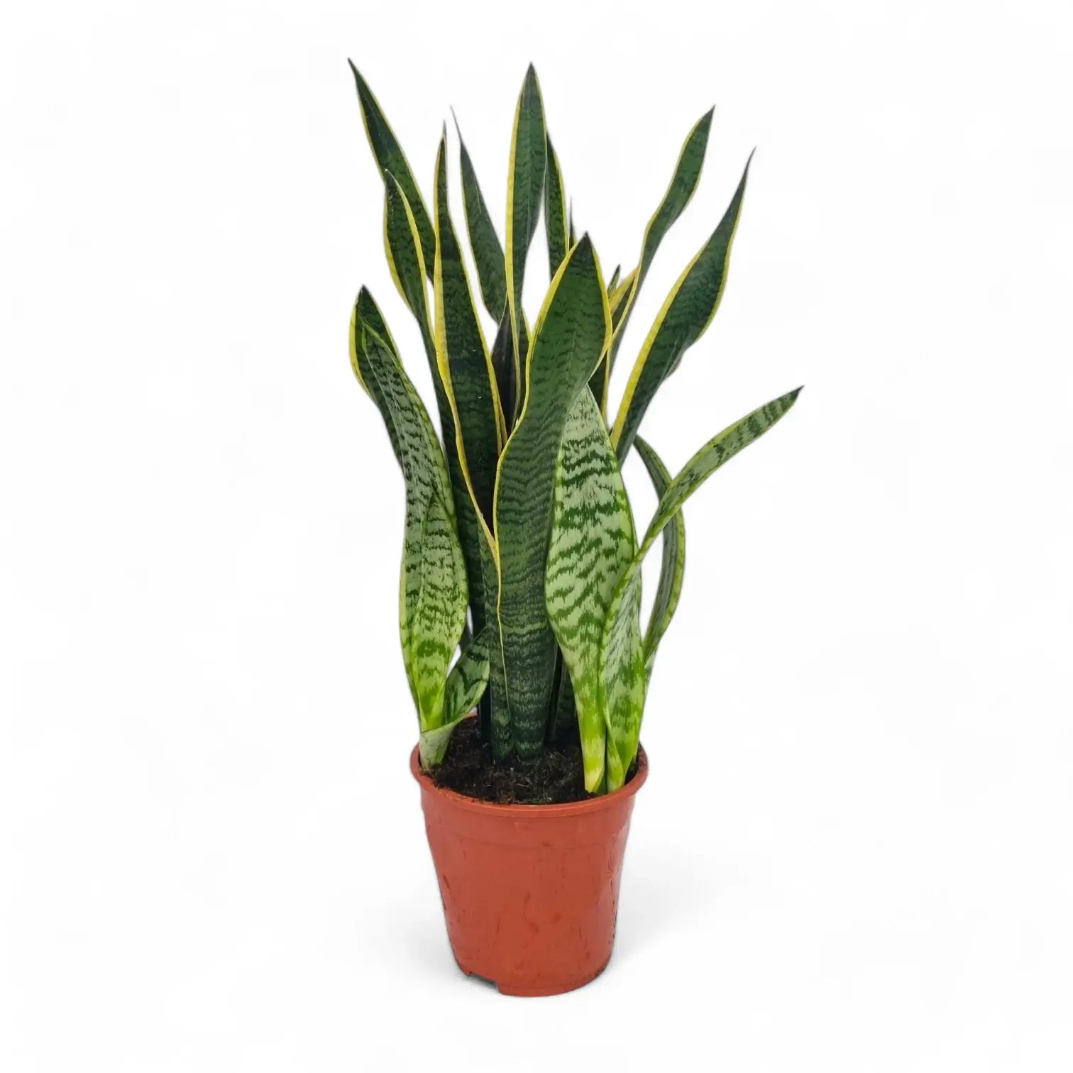 Dracaena (Sansevieria) trifasciata 'Laurentii' – Topfpflanze im Kulturtopf vor weißem Hintergrund, Produktfoto 13.