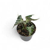 Alocasia 'Loco' potted houseplant in nursery pot on white background, product photo 8.