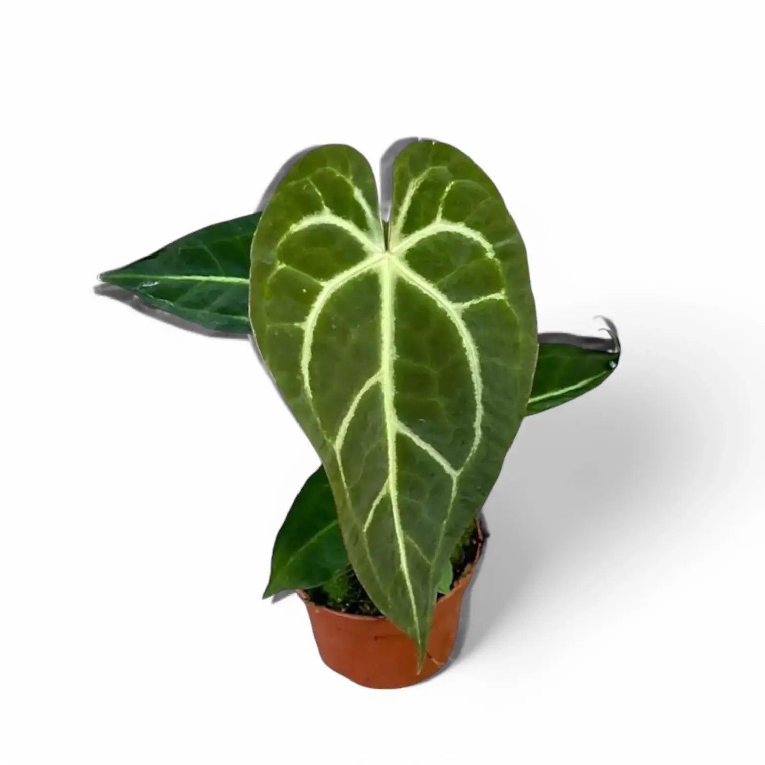 Anthurium regale x magnificum potted houseplant in nursery pot on white background, product photo 5.