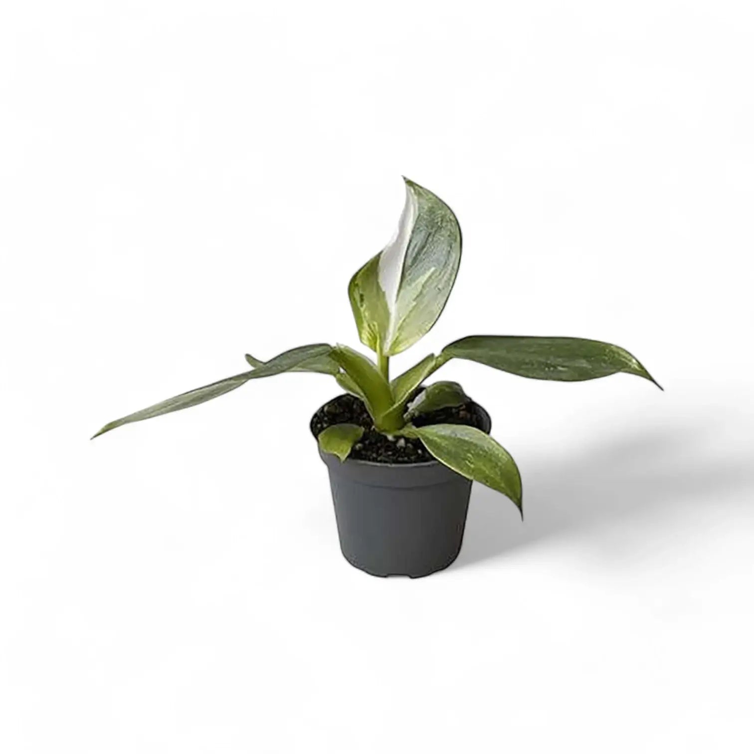 Philodendron 'White wizard' potted houseplant in nursery pot on white background, product photo 4.