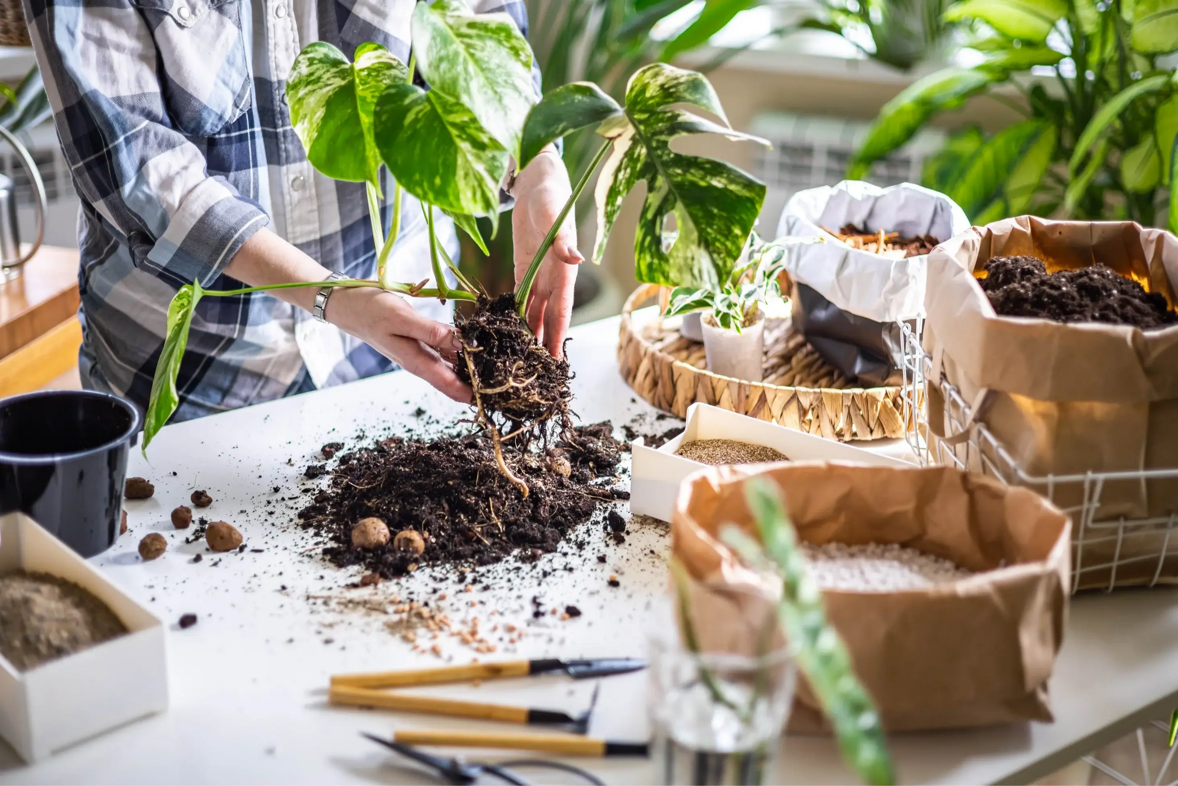 Houseplant care article about adapting care guides to your own home