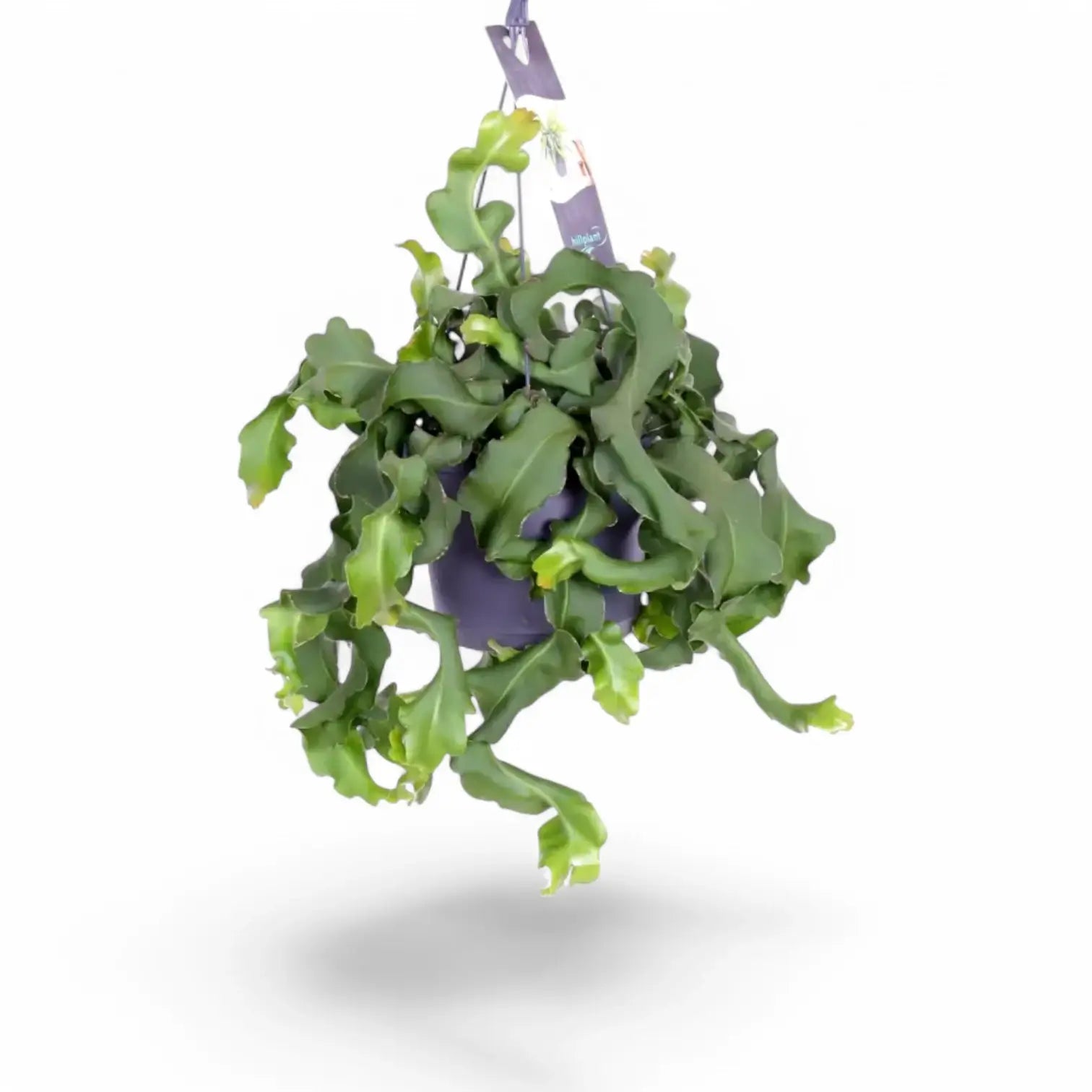 Epiphyllum guatemalense potted houseplant in nursery pot on white background, product photo 4.