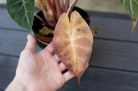 Yellowing Alocasia leaf close-up