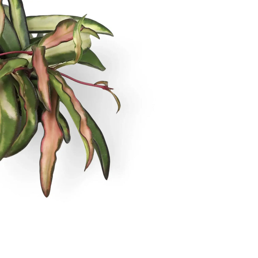 Nahaufnahme eines Blatts von Hoya wayetii 'Tricolor' vor weißem Hintergrund.