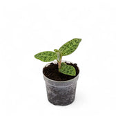 Macodes petola potted houseplant in nursery pot on white background, product photo 5.