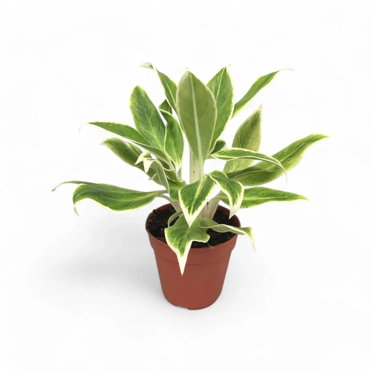 Aglaonema 'Lipstick Green' potted houseplant in nursery pot on white background, product photo 4.