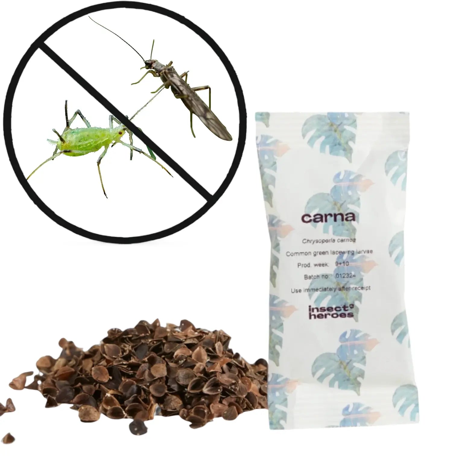 Chrysoperla carnea gegen Blattläuse & Thripse – Haupt-Produktfoto auf weißem Hintergrund.