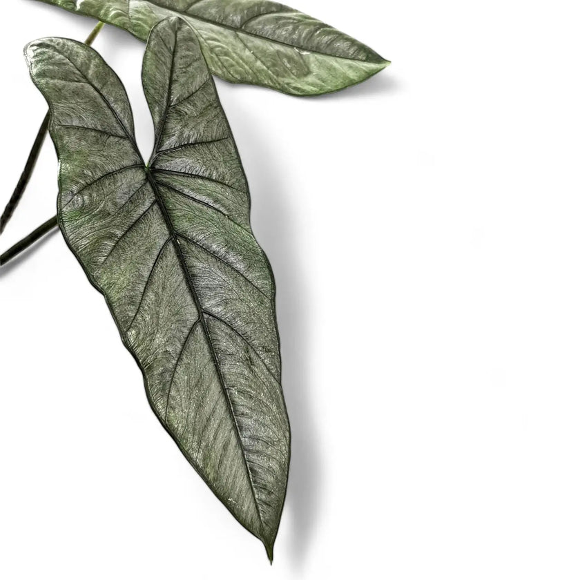 Nahaufnahme eines Blatts von Alocasia heterophylla vor weißem Hintergrund.