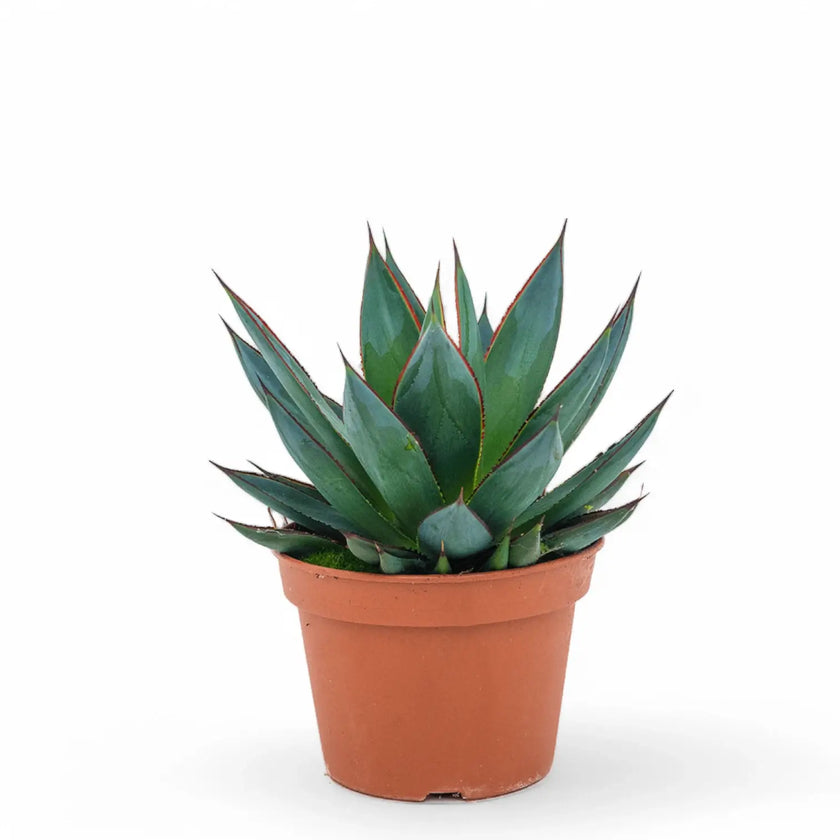 Agave 'Shaka Zulu' potted houseplant in nursery pot on white background, product photo 2.