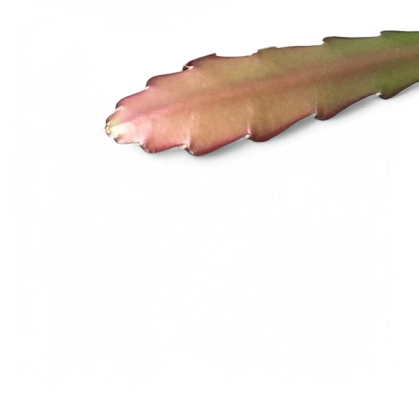 Disocactus (Epiphyllum) ackermannii 'Red tip' leaf close-up on white background.