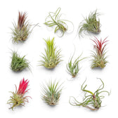 Assortment of ten Tillandsia air plants with green, silver and pink-tipped rosettes