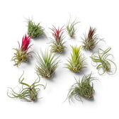 Top view of ten Tillandsia air plants with curled, spiky and red-tipped foliage